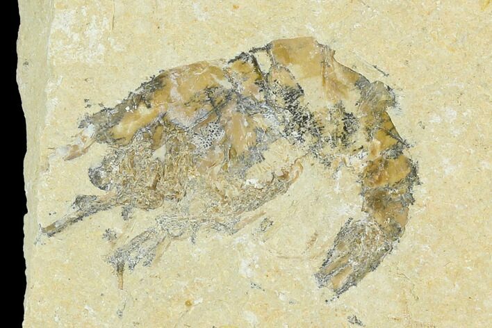 Cretaceous Fossil Shrimp - Lebanon #123931